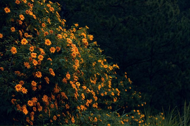 Da Lat Wild Sunflower Hunting Guide: 4 Verified Golden Routes