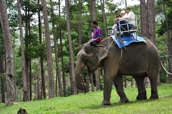 ELEPHANT RIDING IN DALAT 