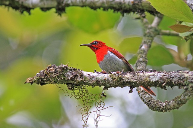 DALAT BIRD WATCHING TOUR 