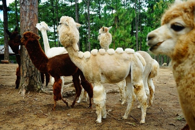 DALAT ZOODOO TOUR 
